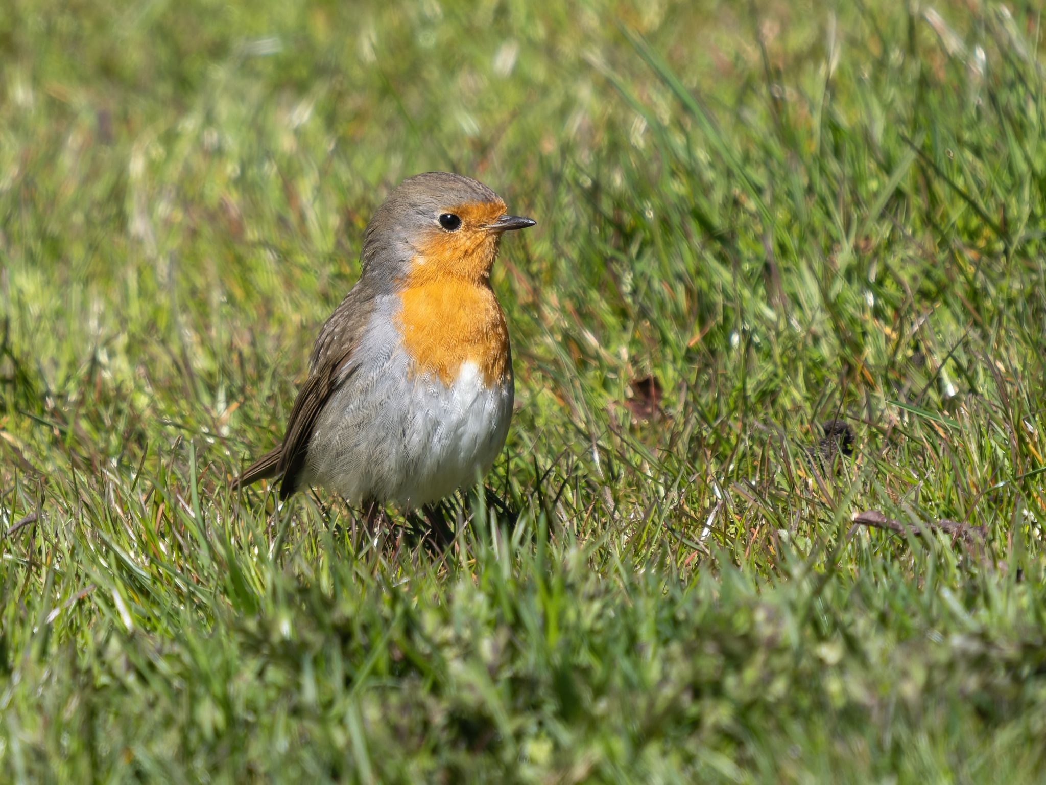 317 260424 1238 H  1HR1590 DxO DeepPRIME 3